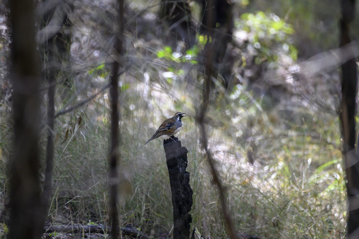 Spotted Quail-thrush - ML622563073