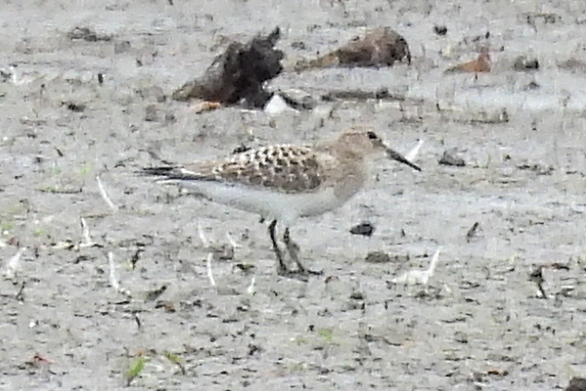 Baird's Sandpiper - ML622563128