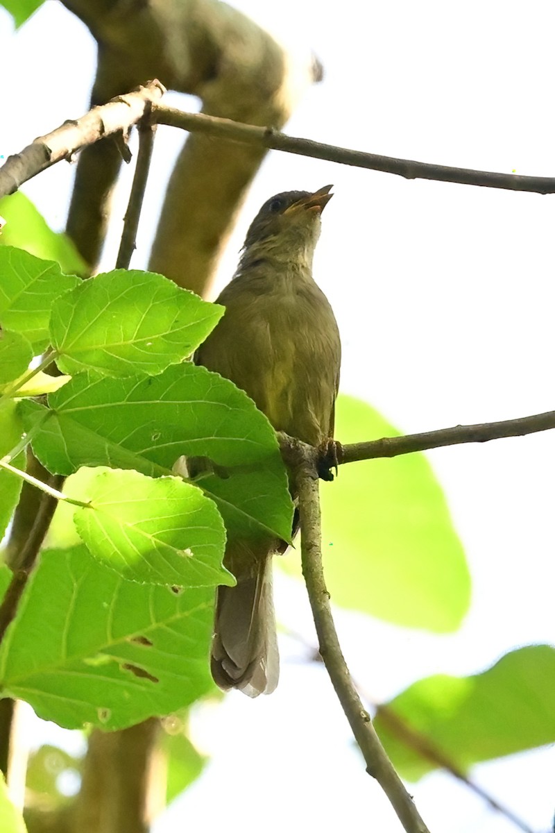 Little Greenbul - ML622563146