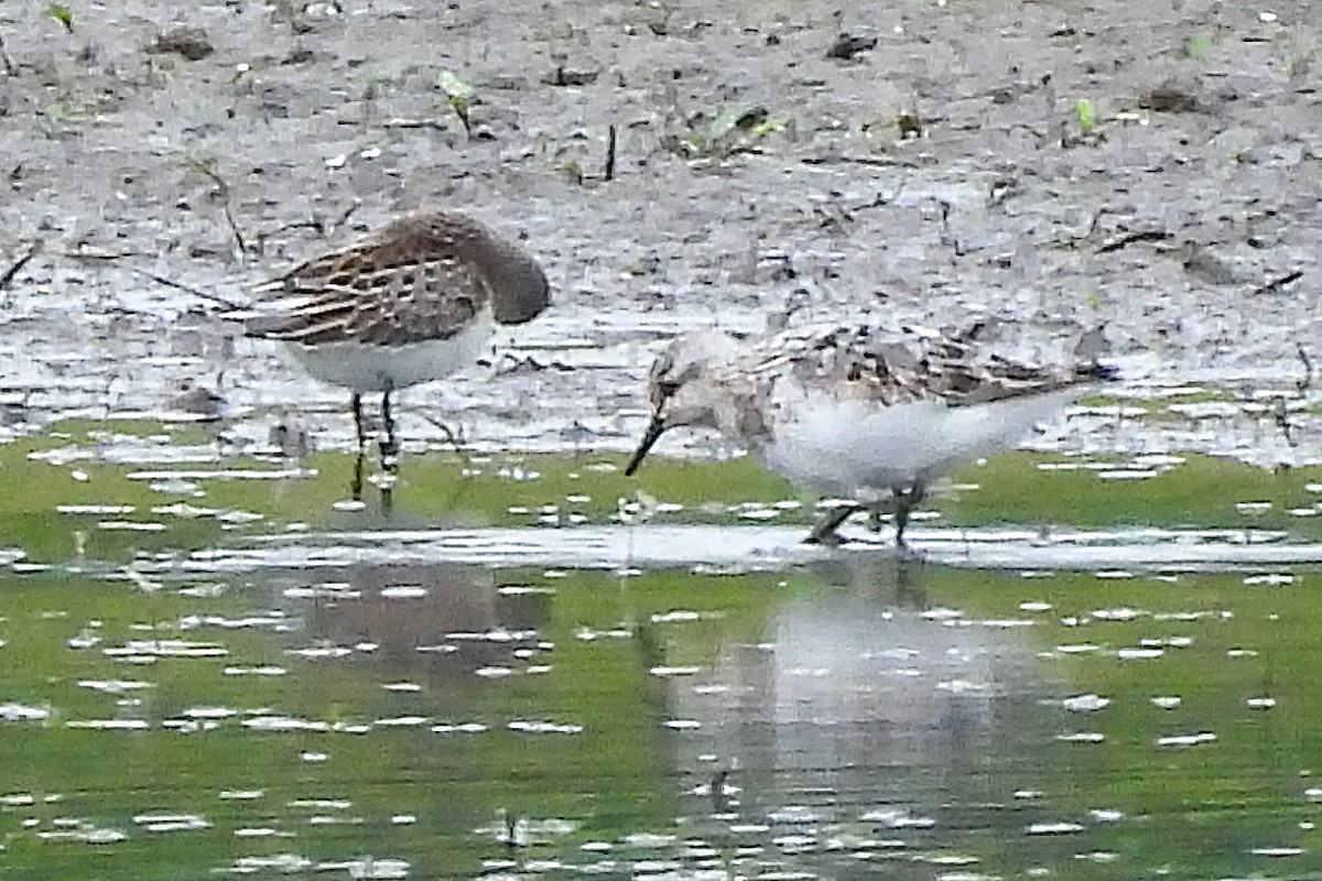 Sanderling - Todd Brown