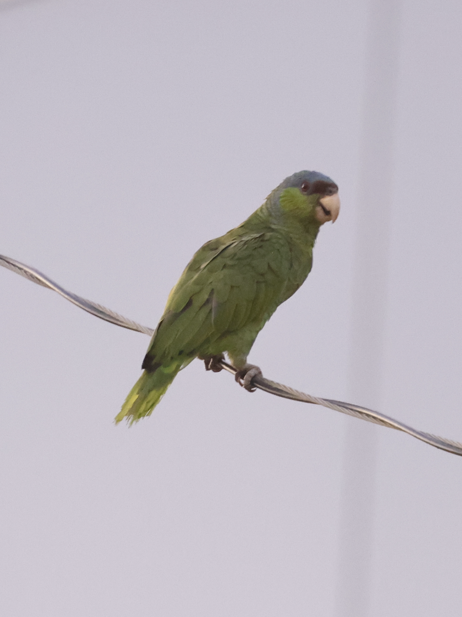 Lilac-crowned Parrot - ML622563242