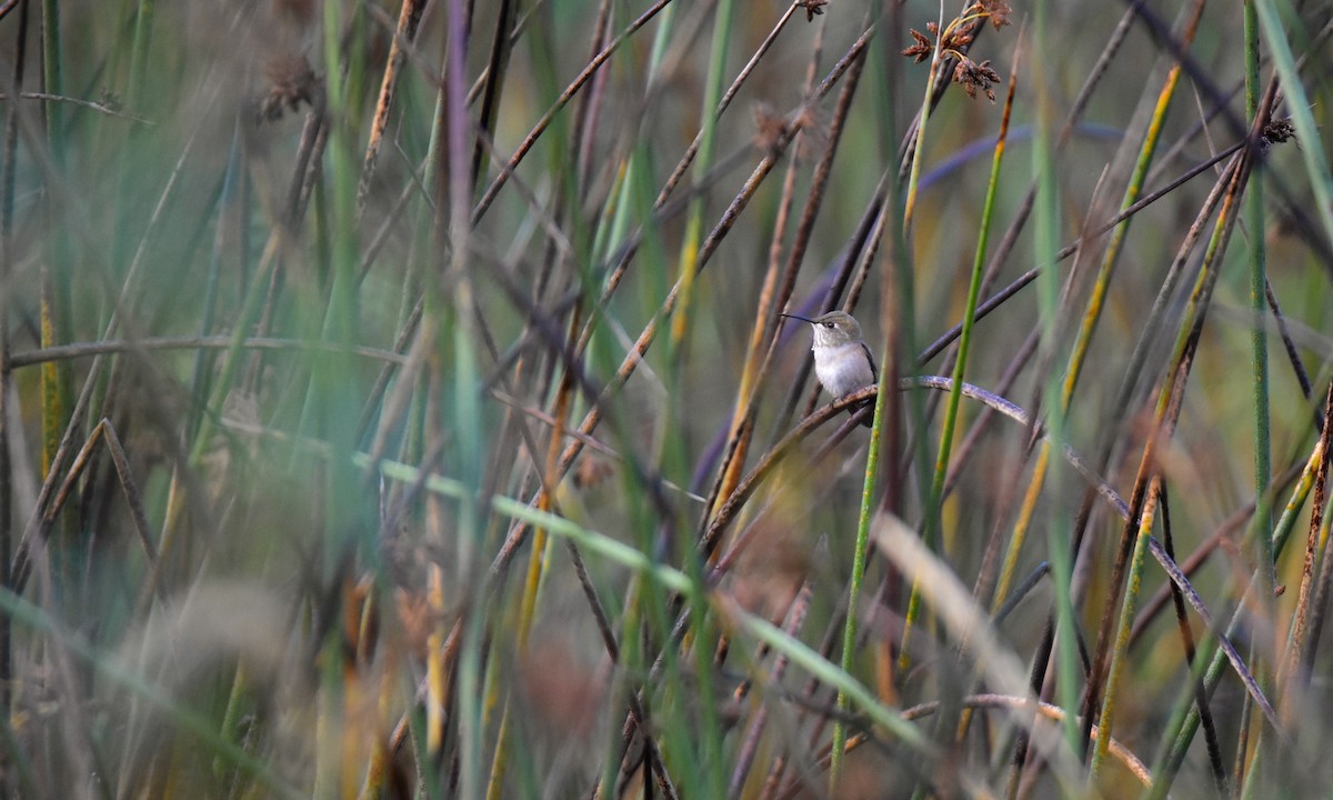 Rufous Hummingbird - ML622563342