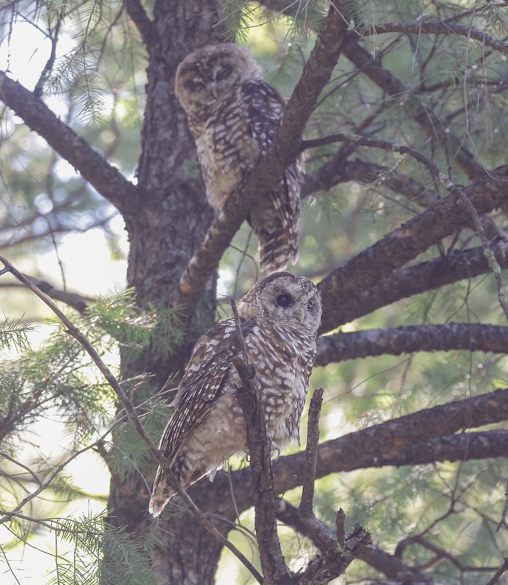 Spotted Owl (Mexican) - ML622563507