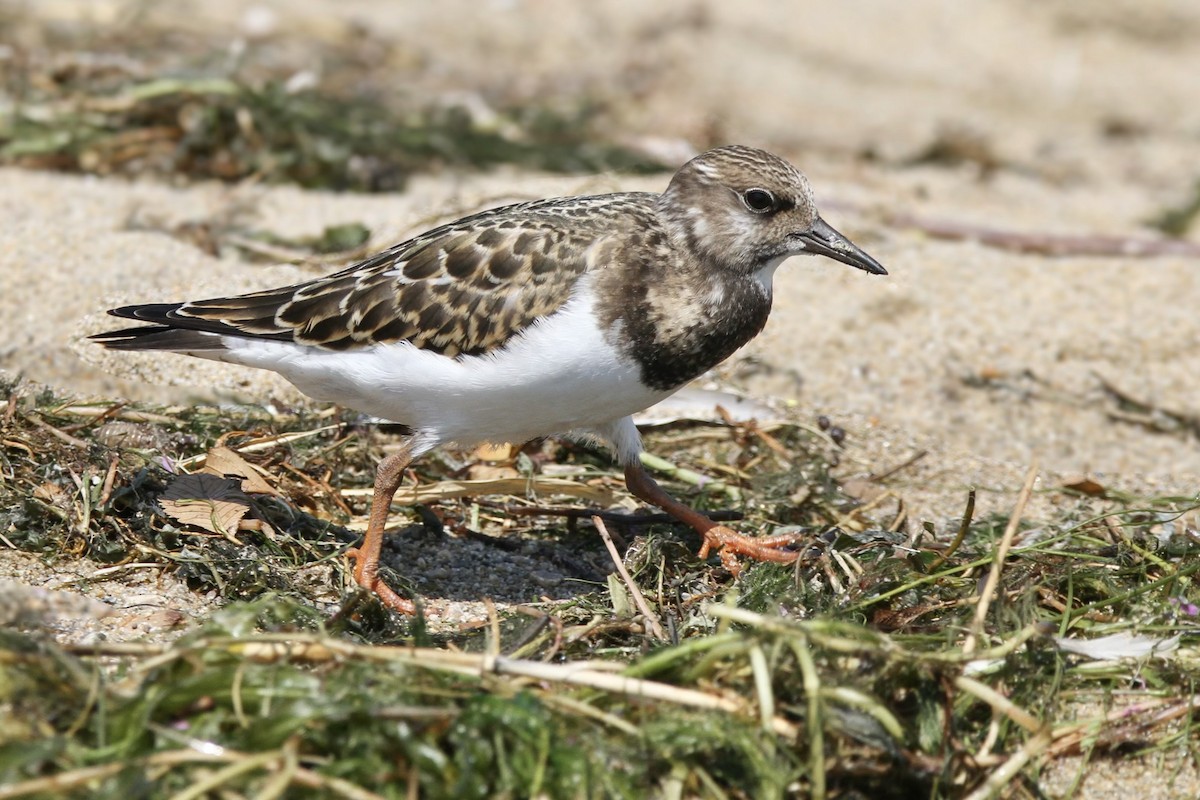 Ruddy Turnstone - ML622563542
