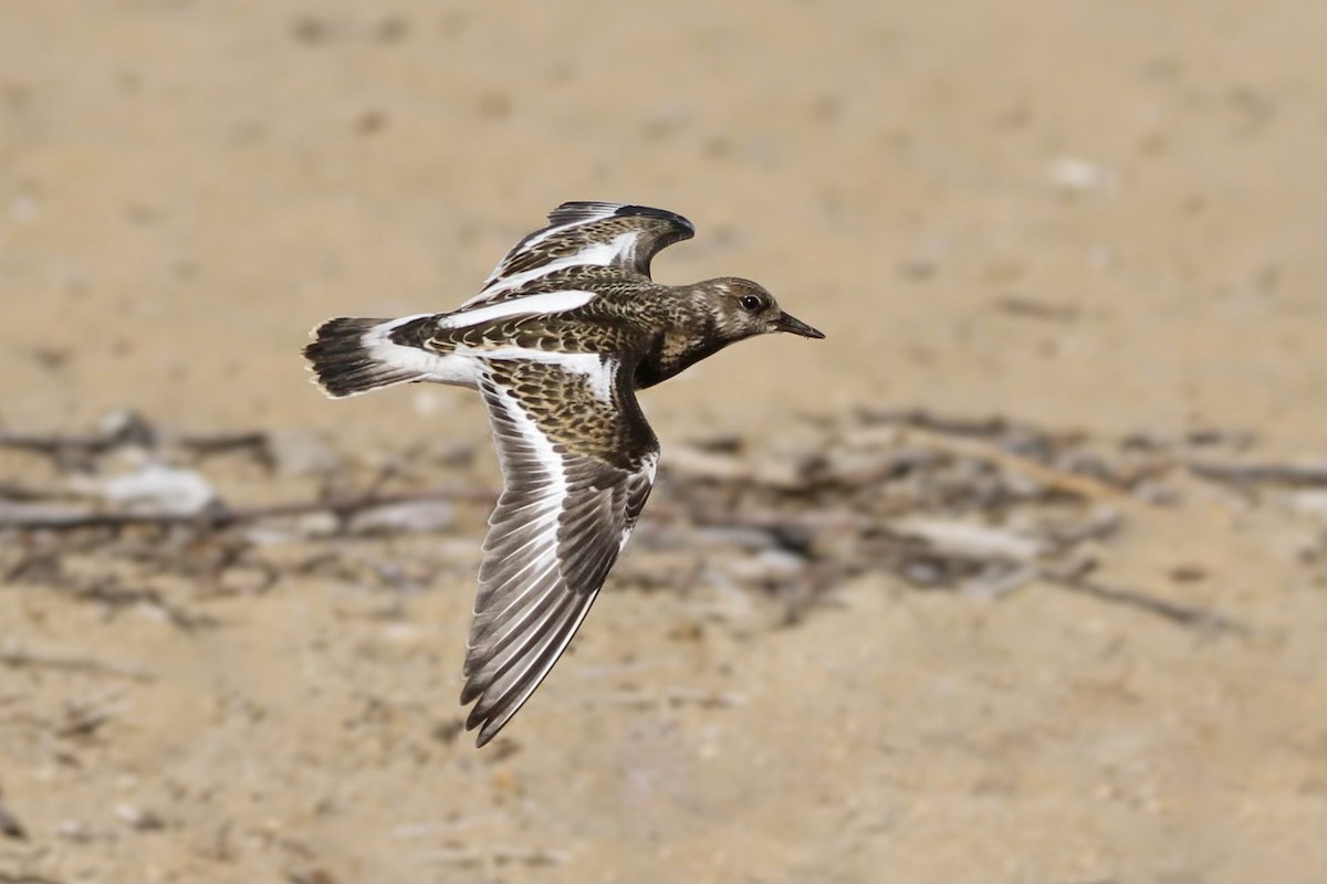Ruddy Turnstone - ML622563543