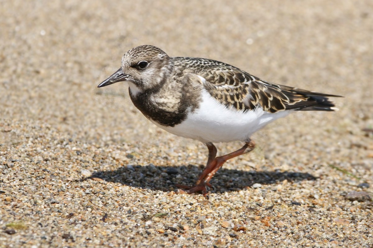 Ruddy Turnstone - ML622563544