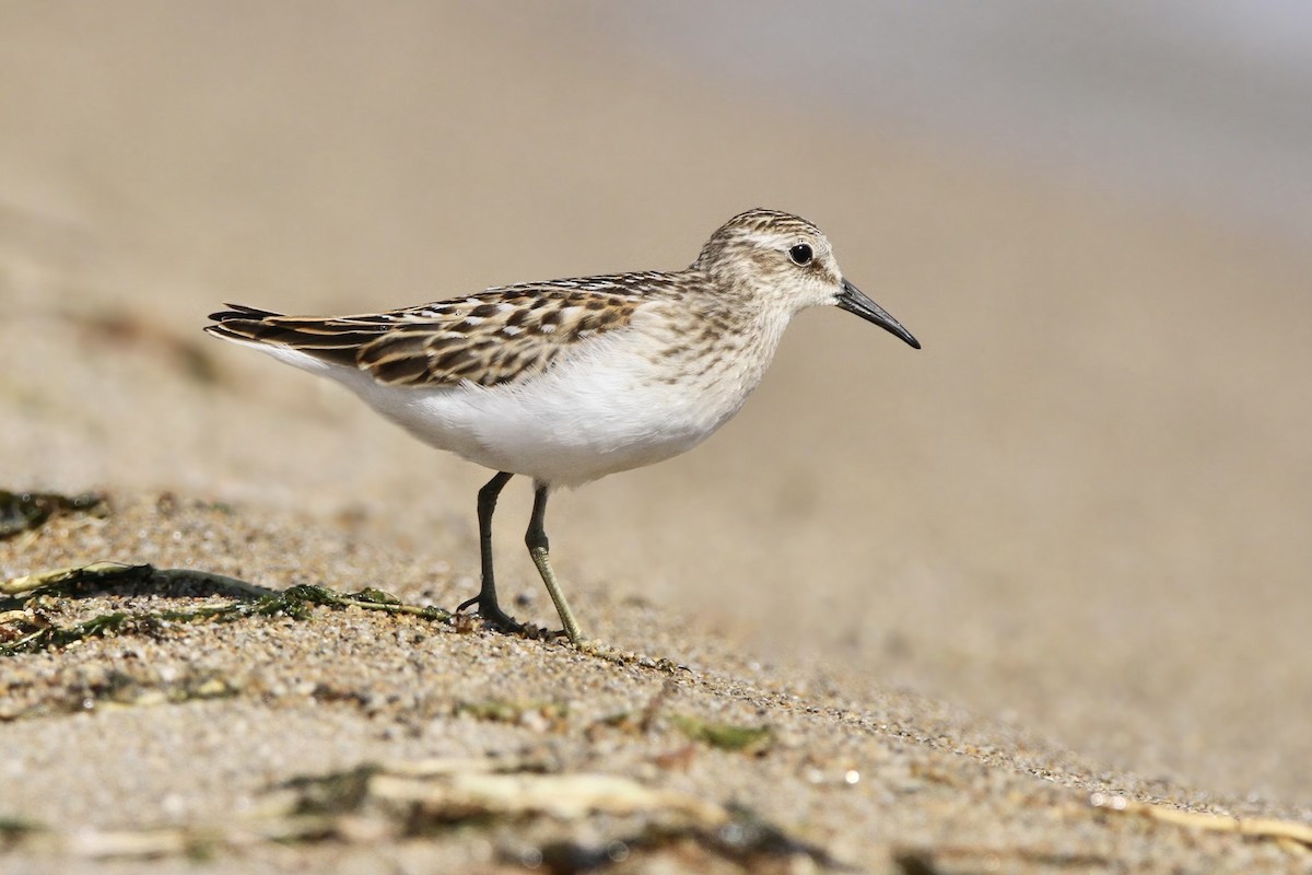 Least Sandpiper - ML622563548