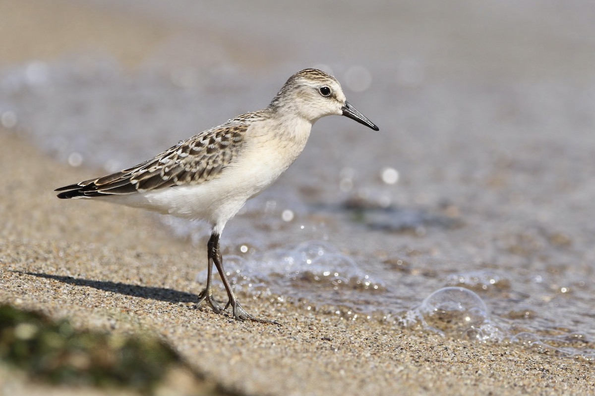 Semipalmated Sandpiper - ML622563550