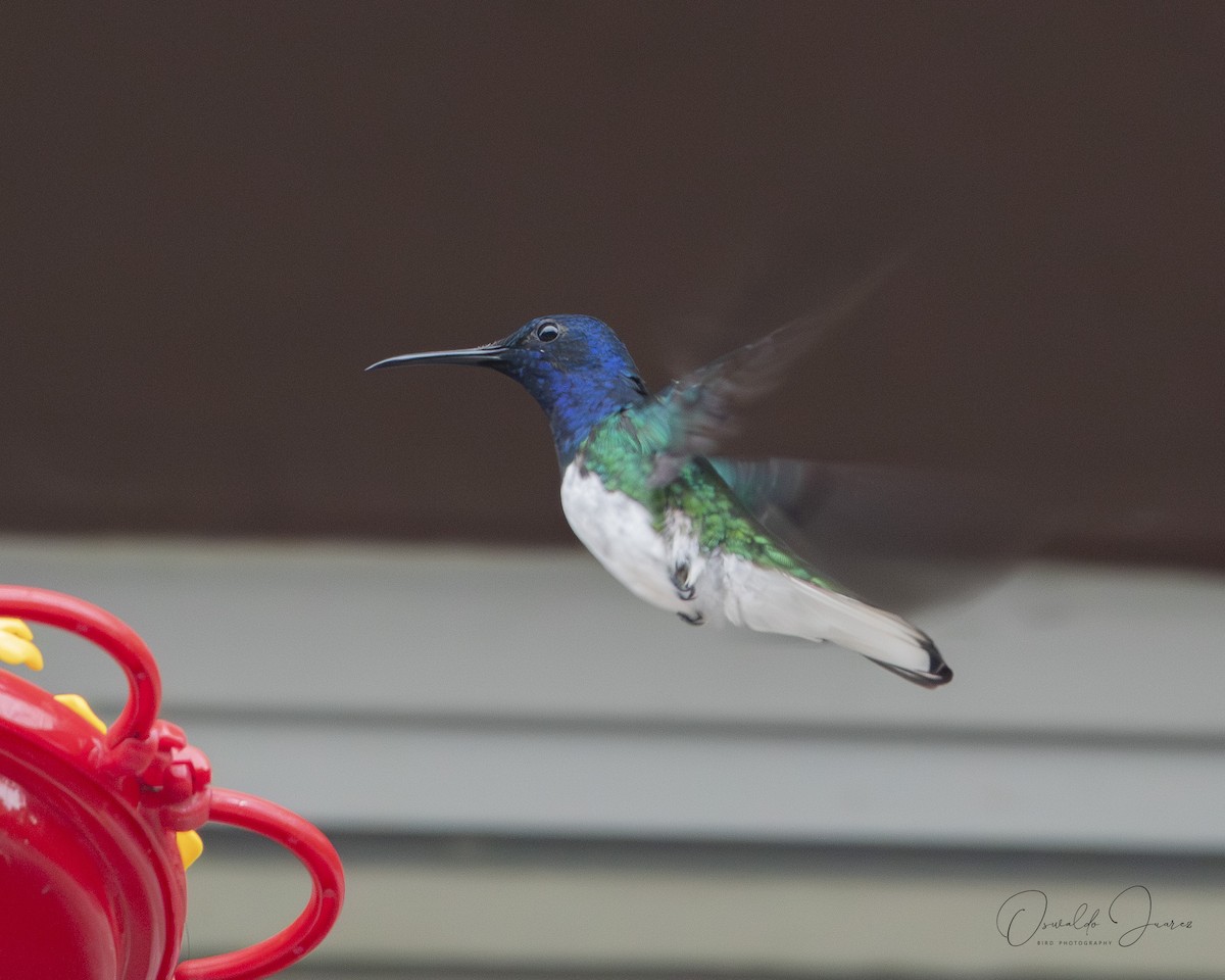 White-necked Jacobin - ML622563603