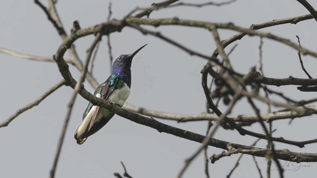 White-necked Jacobin - ML622563607