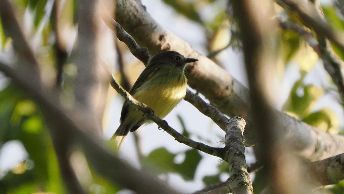 Stripe-necked Tody-Tyrant - ML622563609