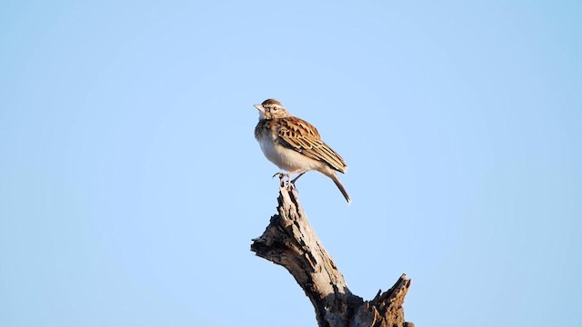 Sabota Lark - ML622563687