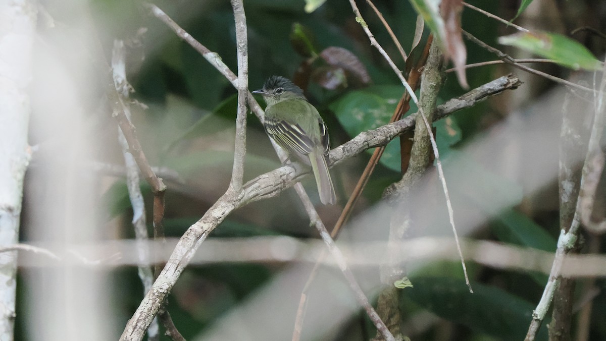 Yellow-margined Flatbill (assimilis Group) - ML622563716
