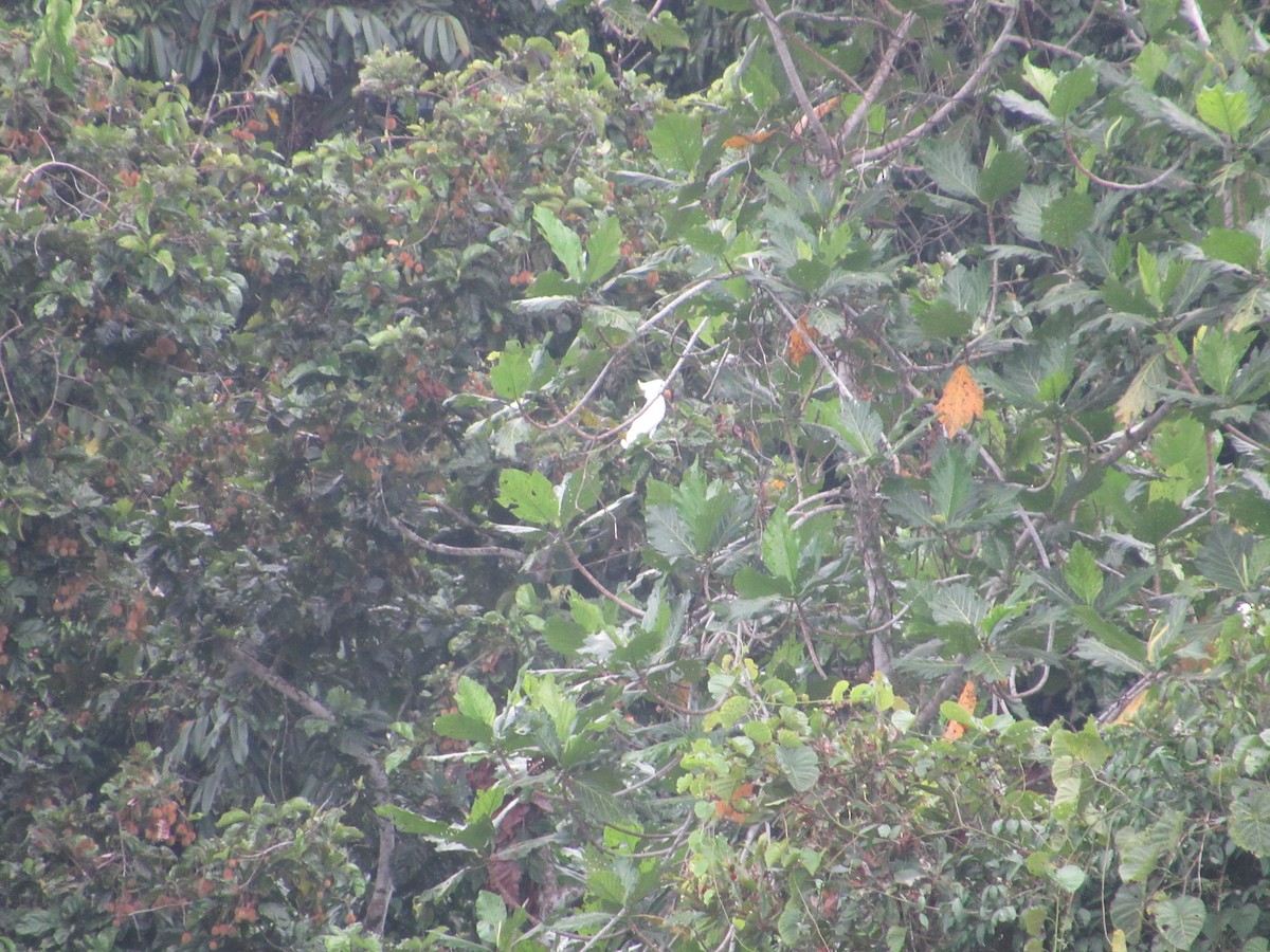 Sulphur-crested Cockatoo - ML622563725