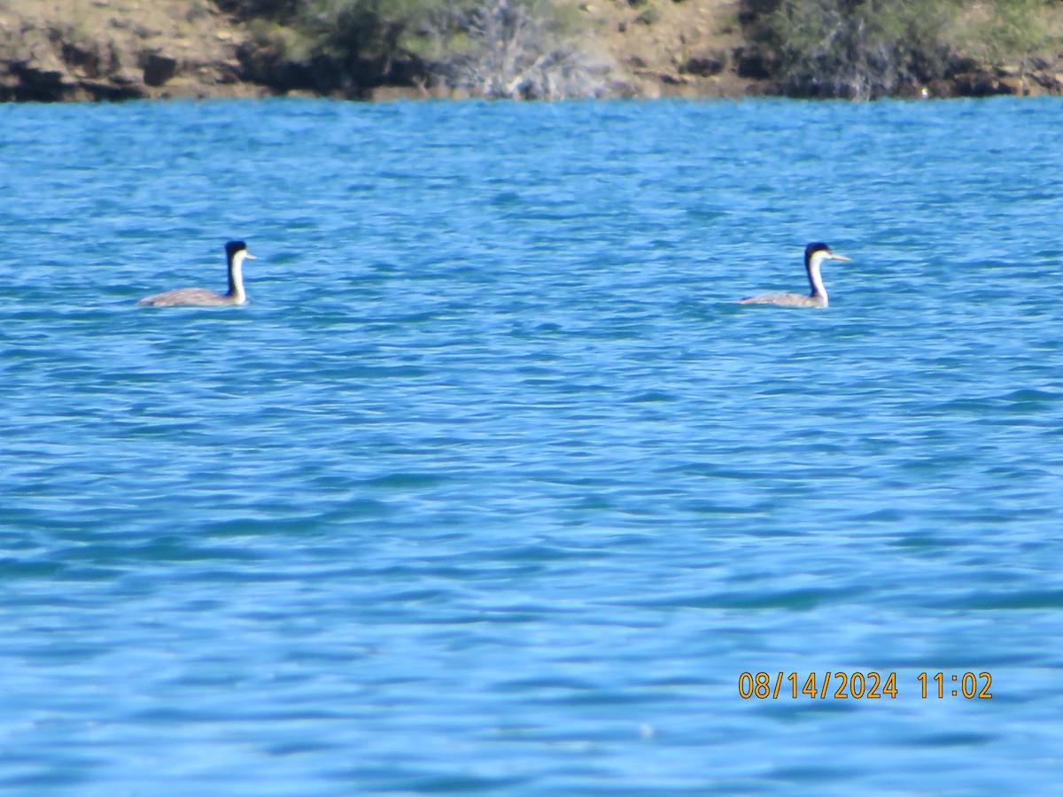 Western Grebe - Anonymous