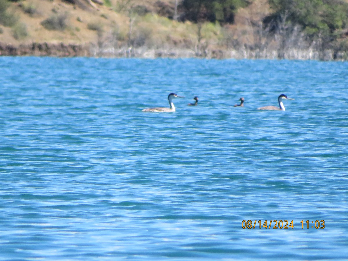 Western Grebe - ML622563746