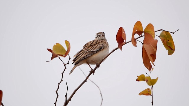Sabota Lark - ML622563763