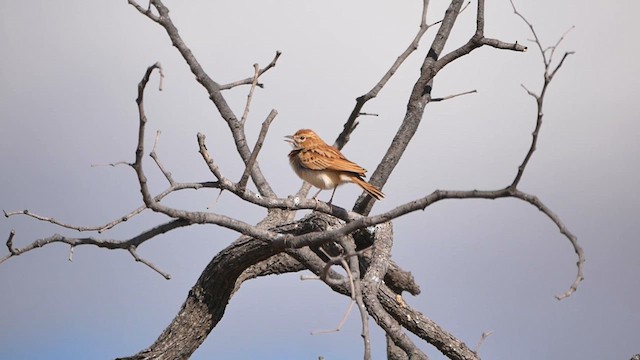Sabota Lark - ML622563828
