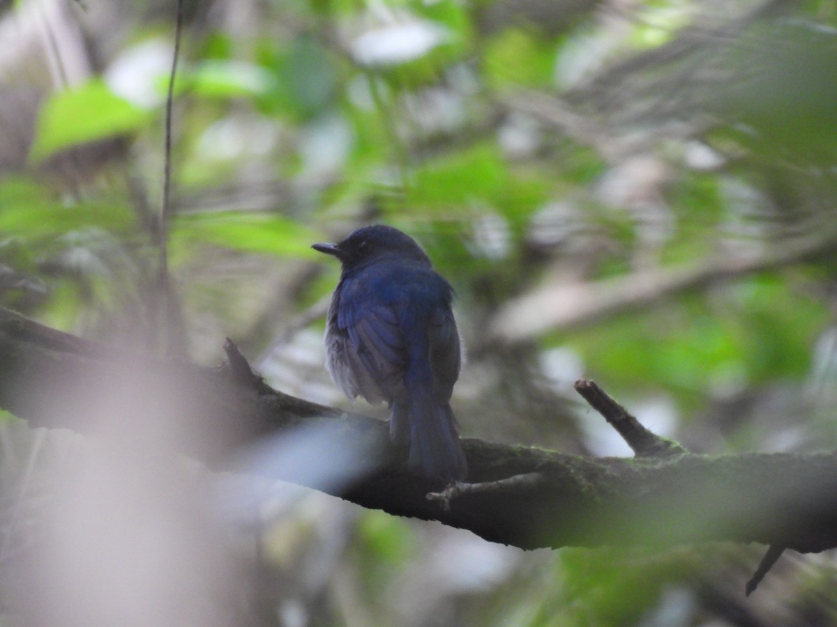 White-bellied Blue Flycatcher - ML622563867