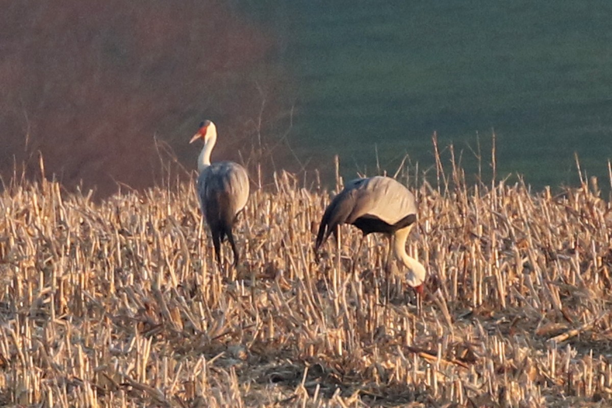 Wattled Crane - ML62256391