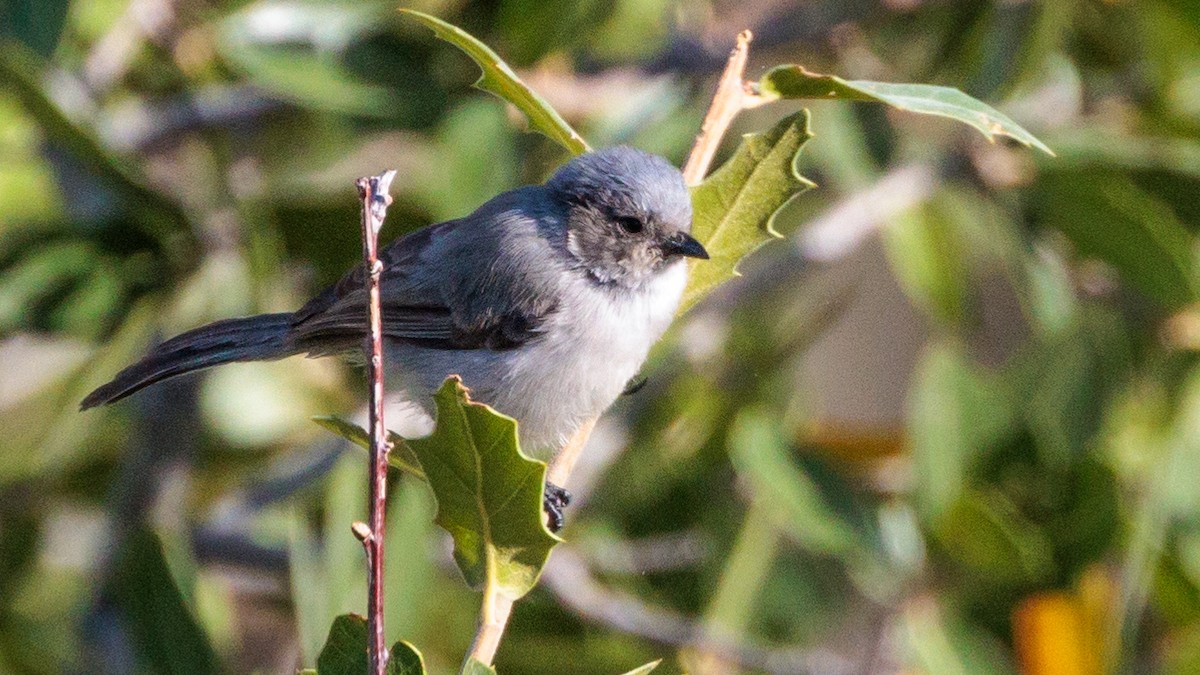 Bushtit - ML622563981