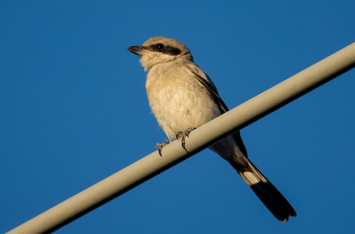 Loggerhead Shrike - ML622563982