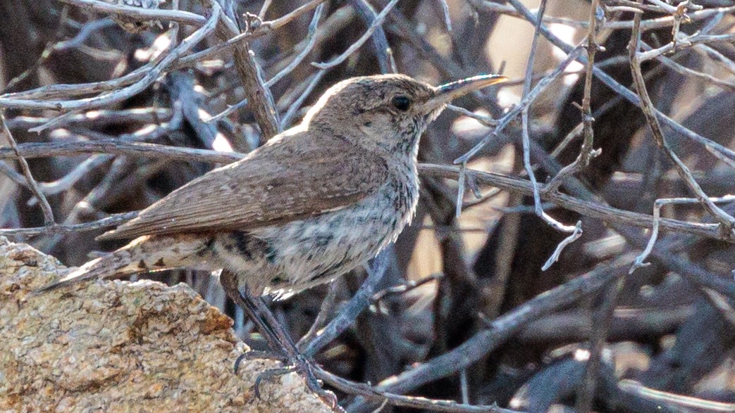 Rock Wren - ML622564008