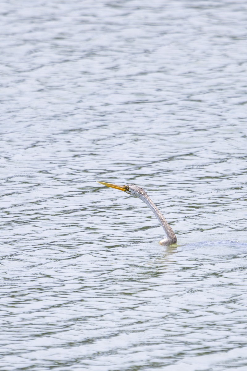 Oriental Darter - ML622564037