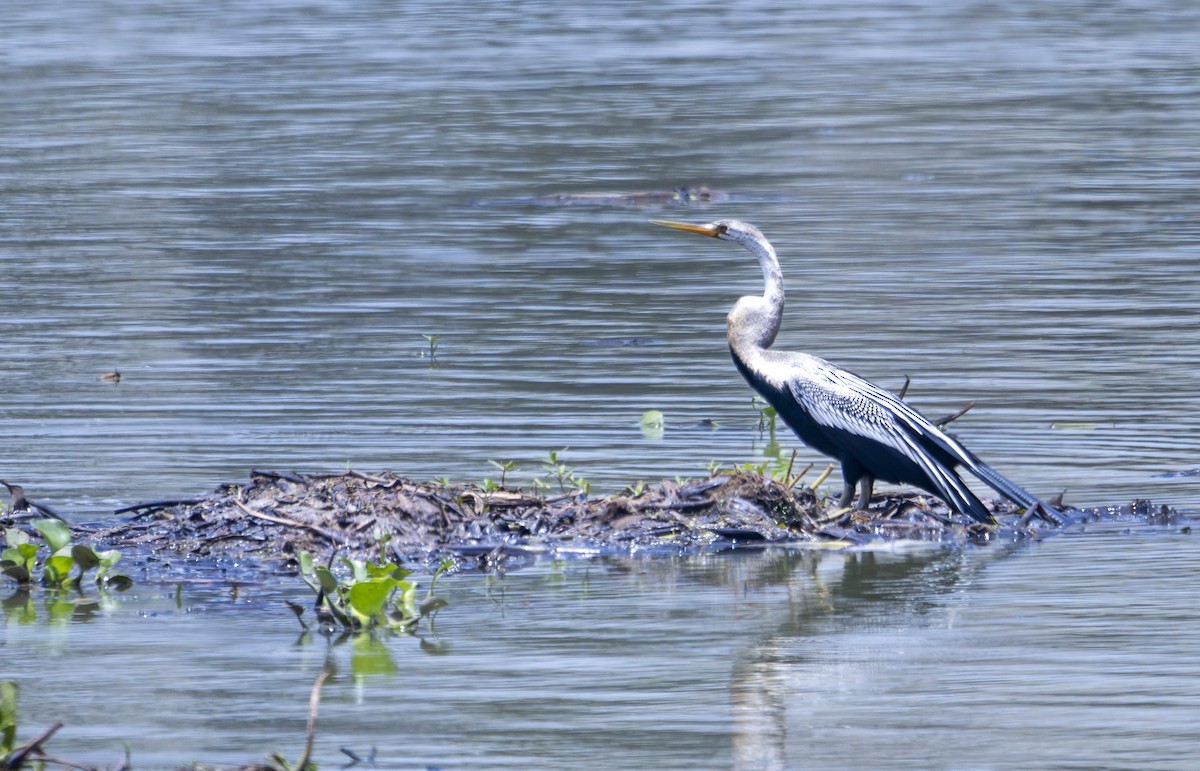Oriental Darter - ML622564038