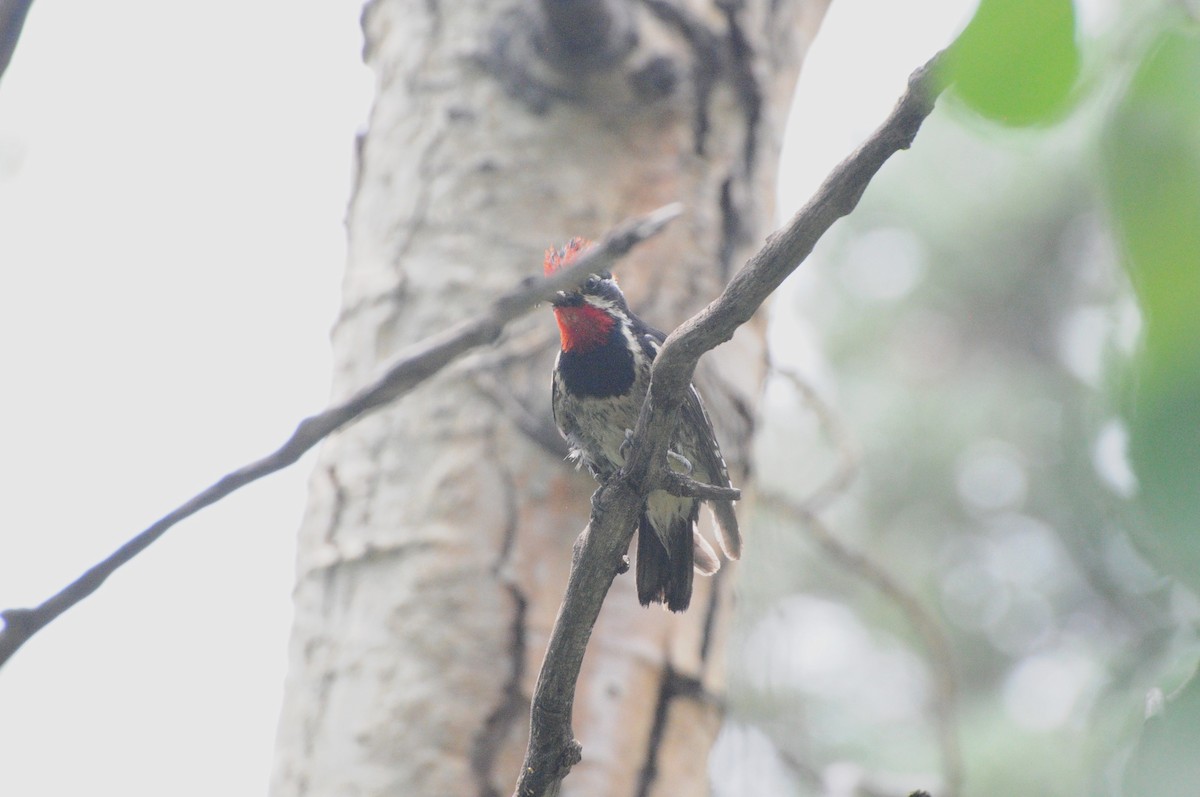 Red-naped Sapsucker - ML622564191