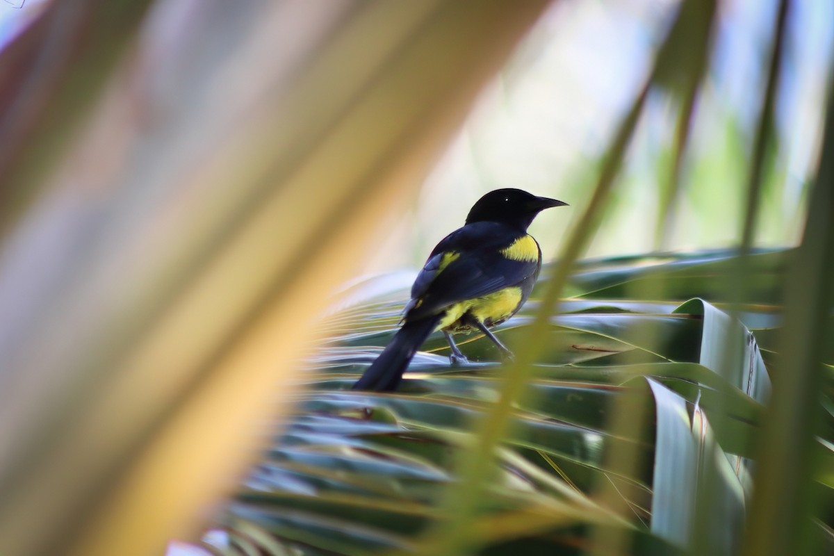 Hispaniolan Oriole - ML622564305