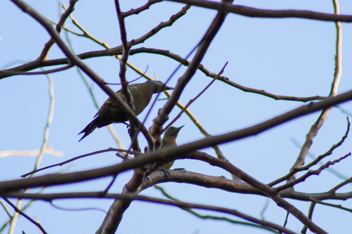 Hispaniolan Woodpecker - ML622564362