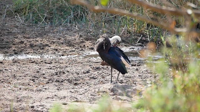 African Woolly-necked Stork - ML622564363