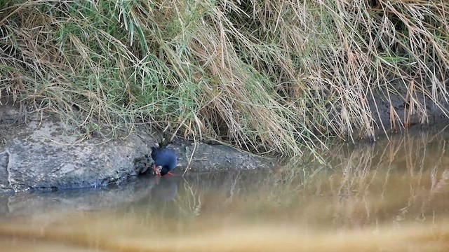 Black Crake - ML622564378