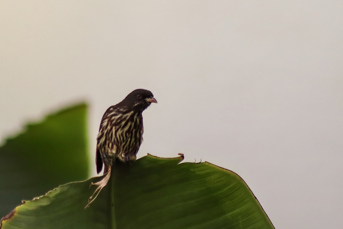 Palmchat - ML622564380