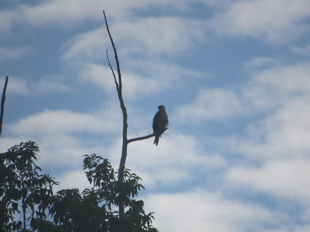 Black Kite - ML622564417