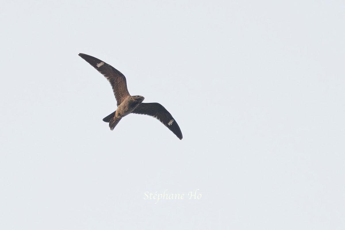 Common Nighthawk - ML622564448