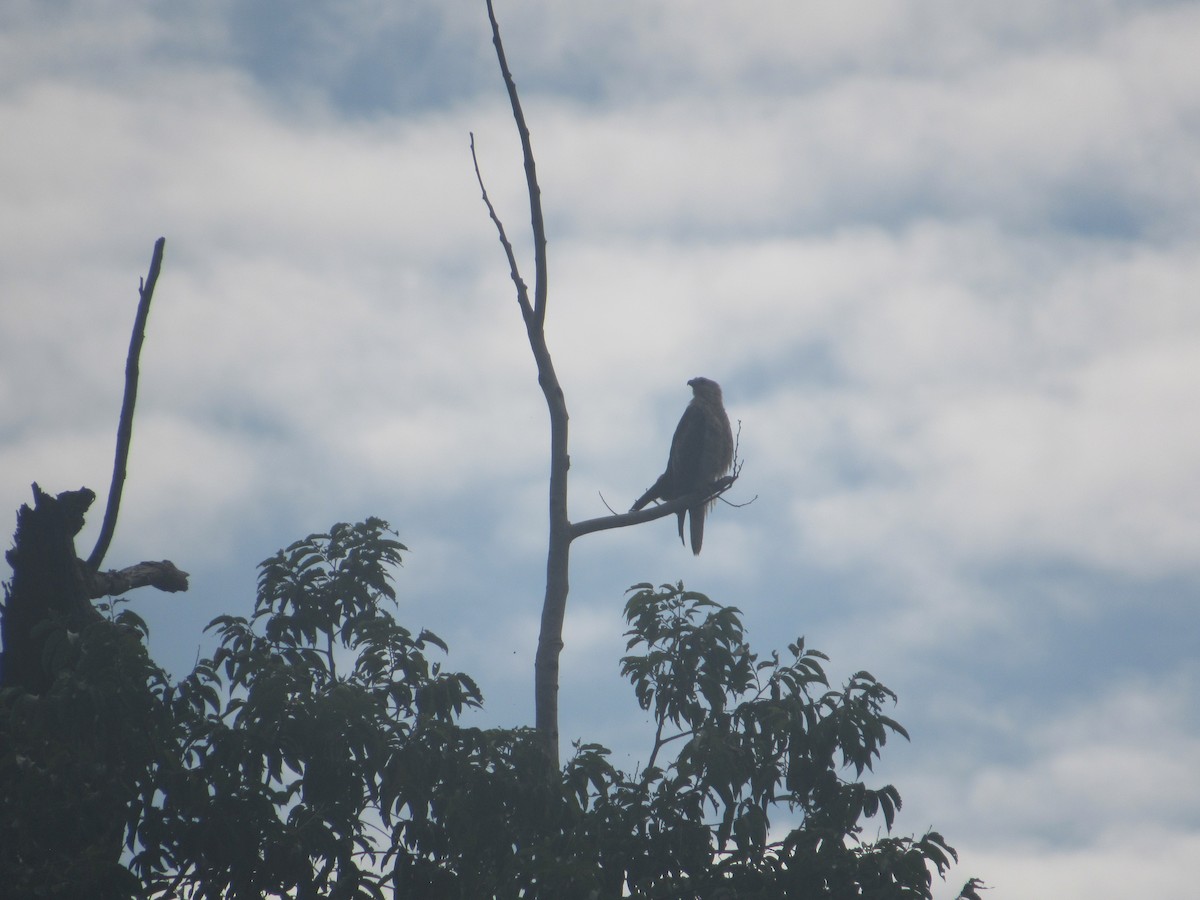 Black Kite - ML622564455