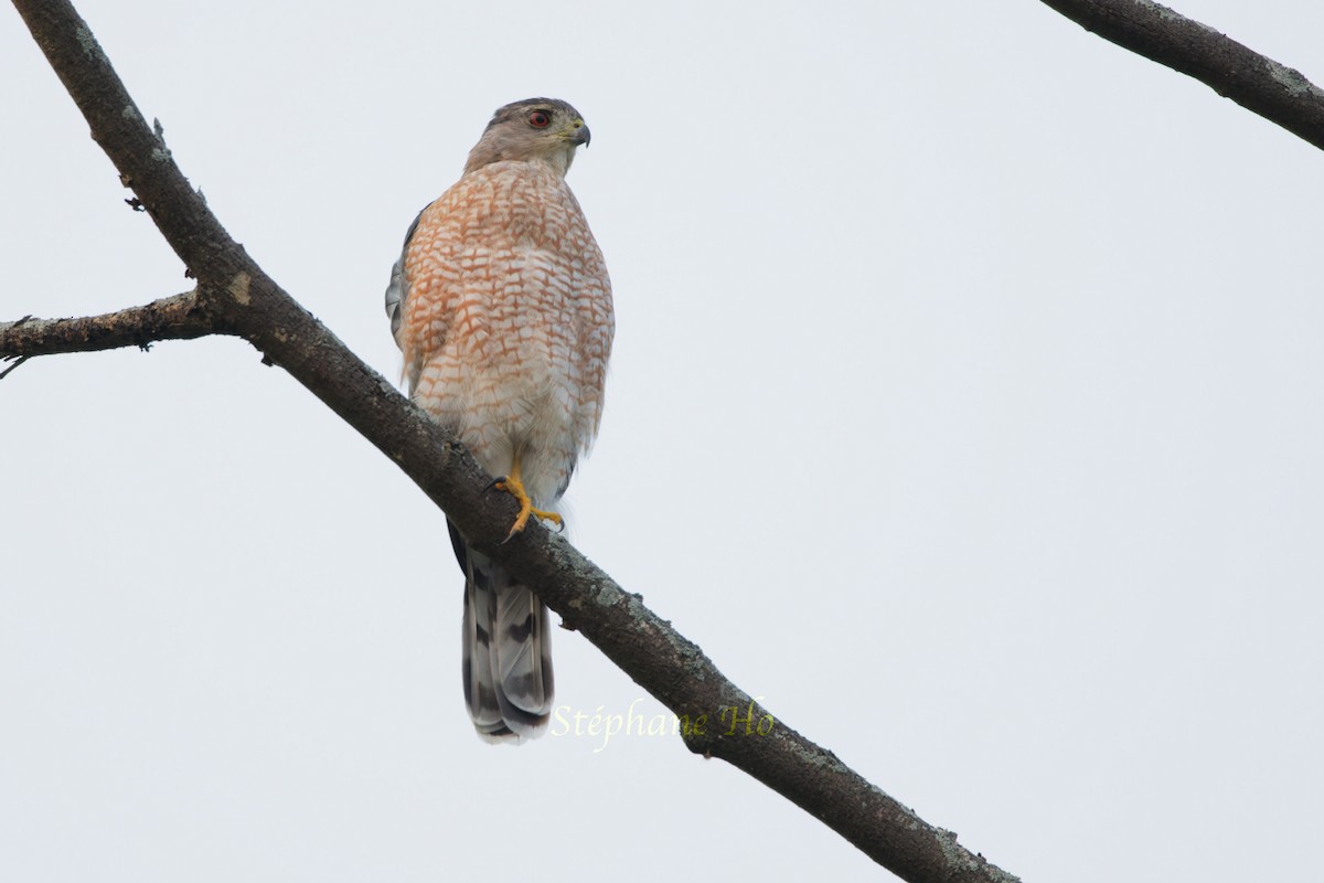 Cooper's Hawk - ML622564457