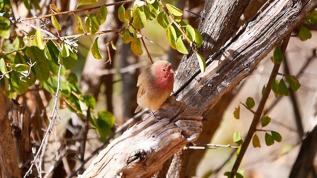 Red-billed Firefinch - ML622564458