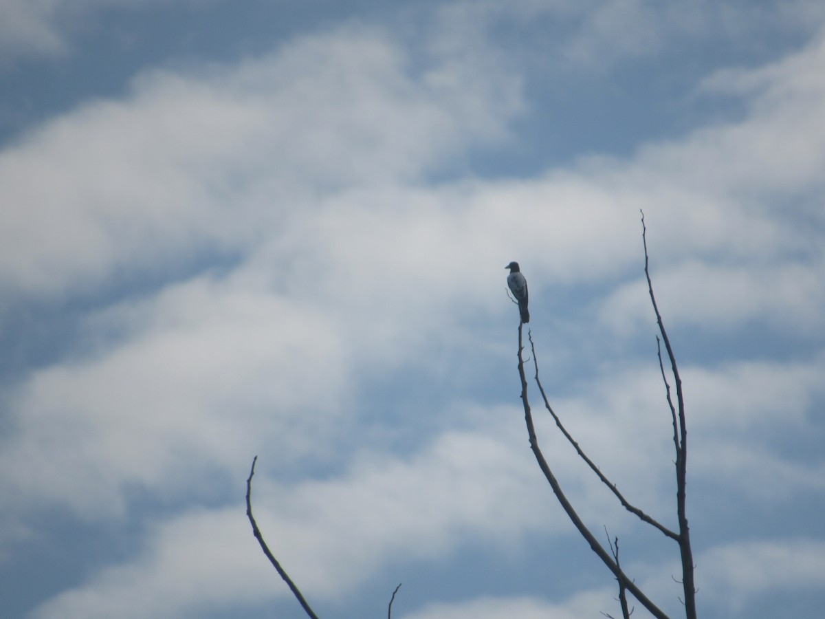 Hooded Butcherbird - ML622564463