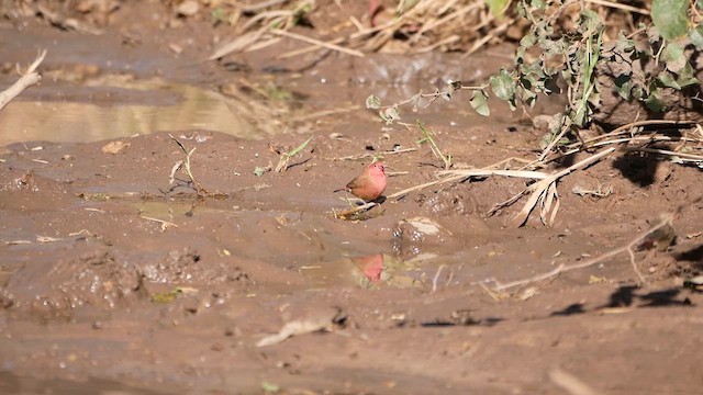 Red-billed Firefinch - ML622564483