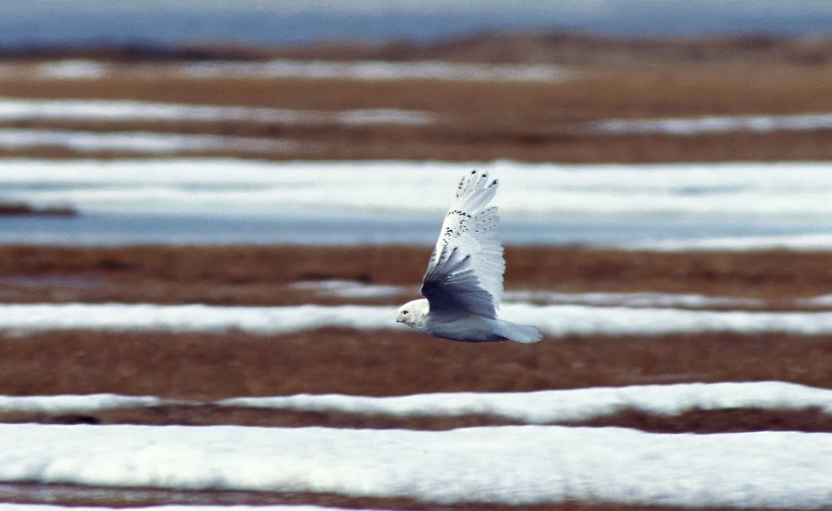 Snowy Owl - ML622564486