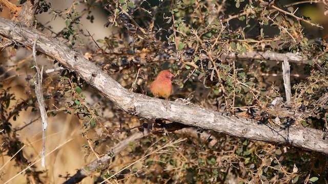Red-billed Firefinch - ML622564517