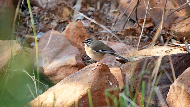White-browed Scrub-Robin - ML622564543