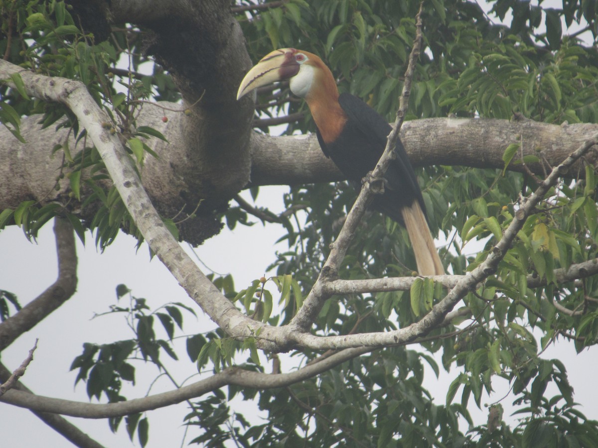 Blyth's Hornbill - ML622564581