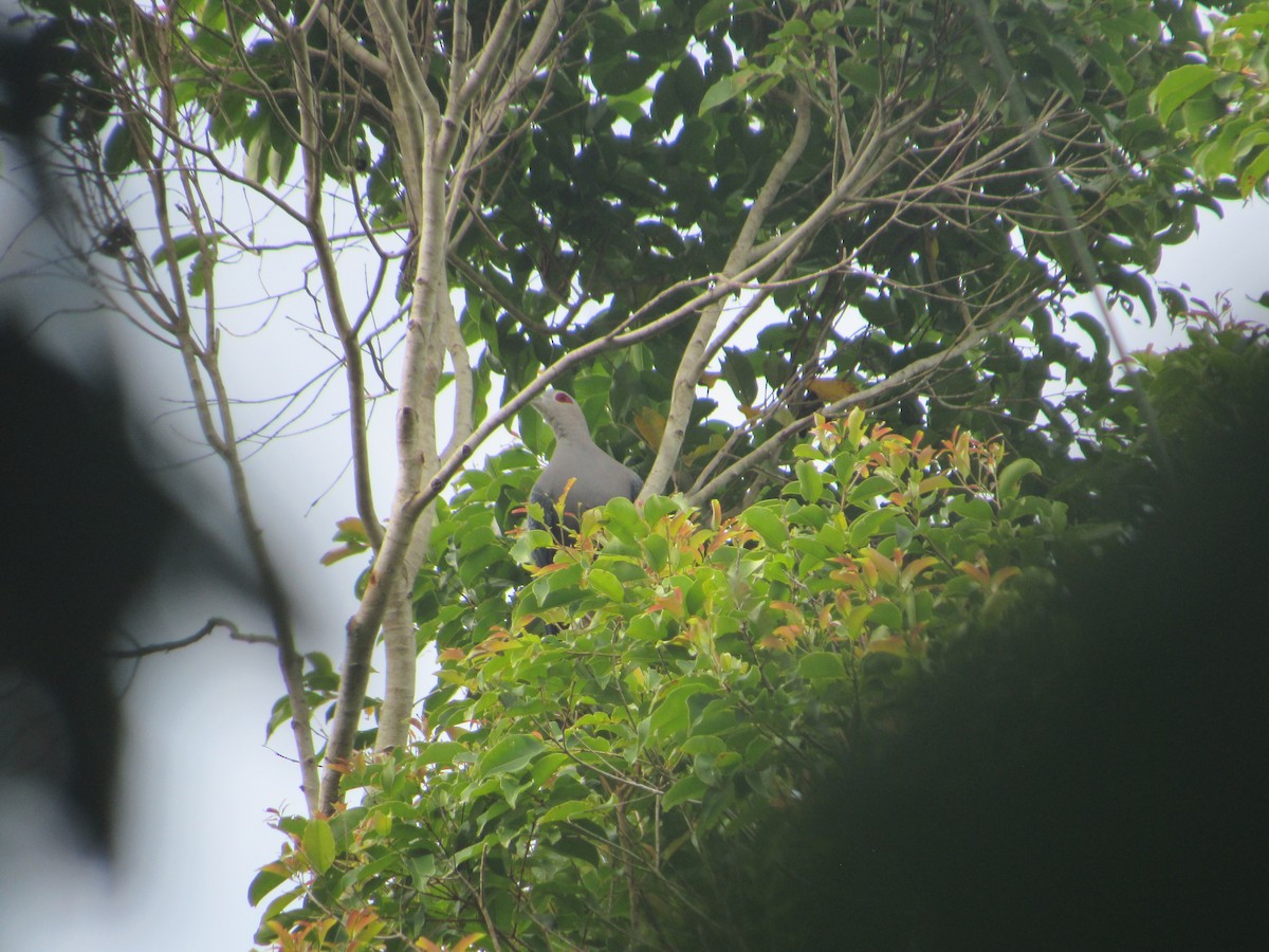 Pinon's Imperial-Pigeon - ML622564585