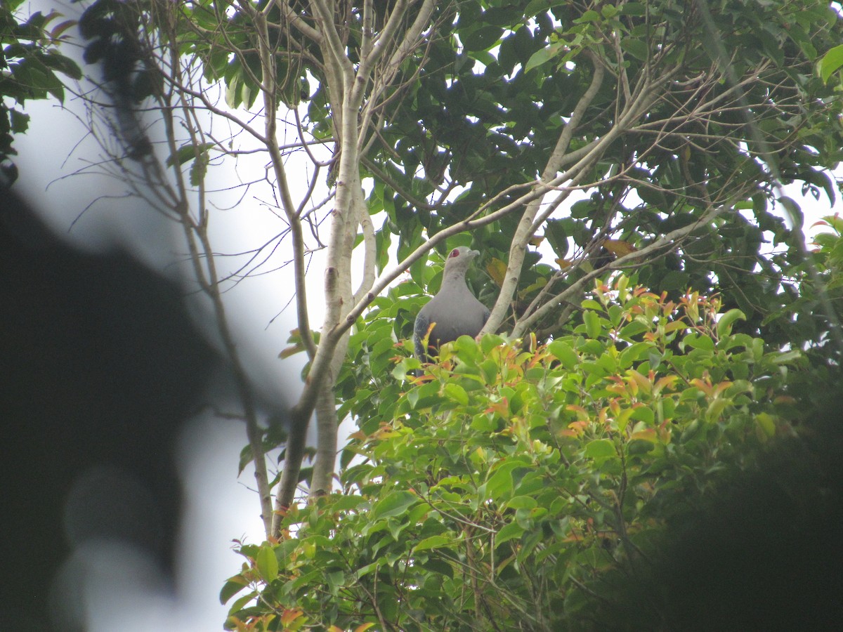 Pinon's Imperial-Pigeon - ML622564586