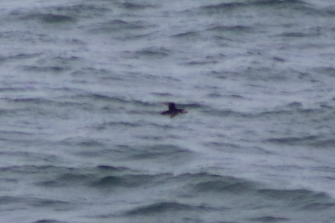 Atlantic Puffin - ML622564587