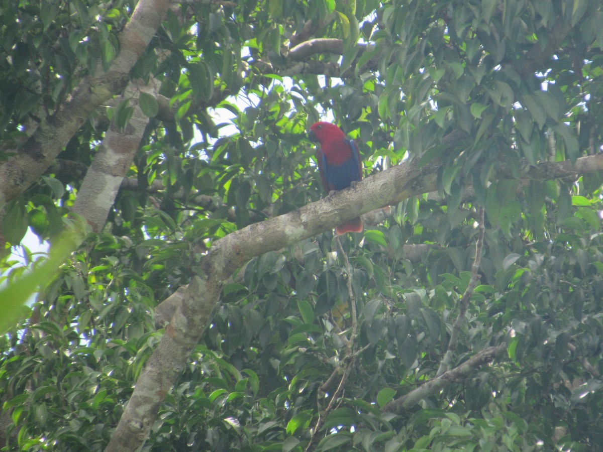 Loro Ecléctico de Nueva Guinea - ML622564591